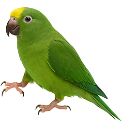 Tui Parakeet